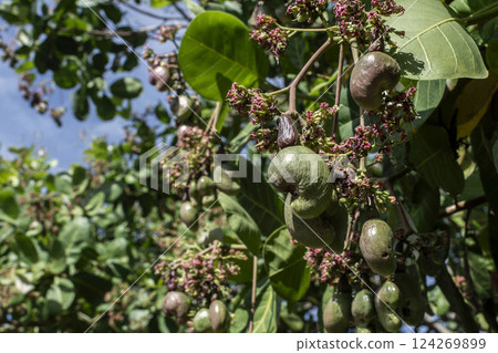 unripe young cashew nut fruit growing on tree unripe young cashew nut fruit growing on tree 124269899