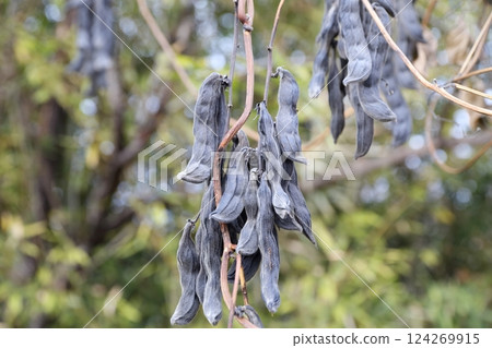Mucuna pruriens Mucuna pruriens 124269915