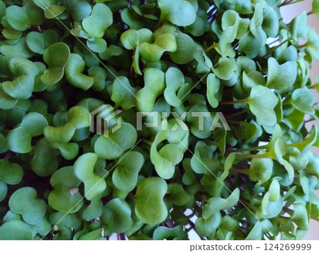 Fresh Green Microgreens Growing in Dense Clusters 124269999