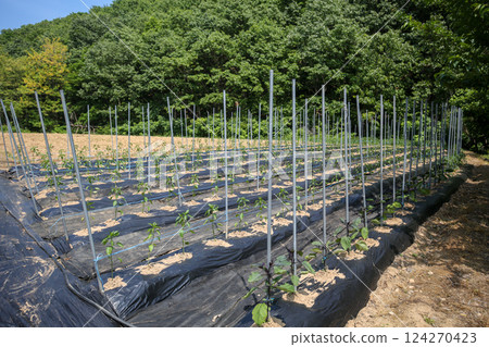 Korean farm. Planting and growing peppers. Korean farm. Planting and growing peppers. 124270423