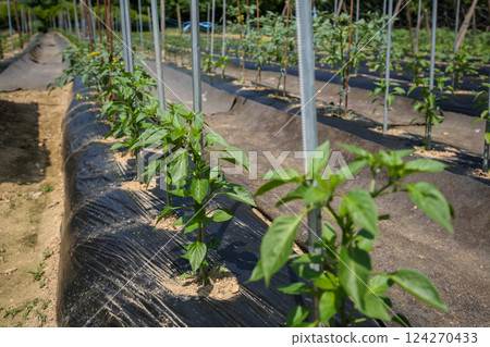 Korean farm. Planting and growing peppers. 124270433