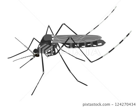 Tiger mosquito 124270434