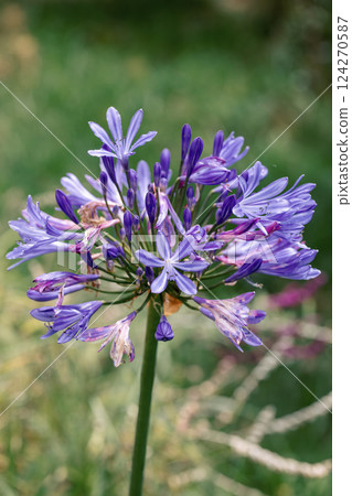 Agapanthus africanus, or the African lily. Guasca Cundinamarca department, Colombia Agapanthus africanus, or the African lily. Guasca Cundinamarca department, Colombia 124270587