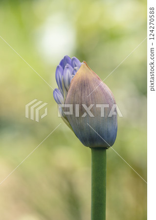 Agapanthus africanus, or the African lily. Guasca Cundinamarca department, Colombia Agapanthus africanus, or the African lily. Guasca Cundinamarca department, Colombia 124270588