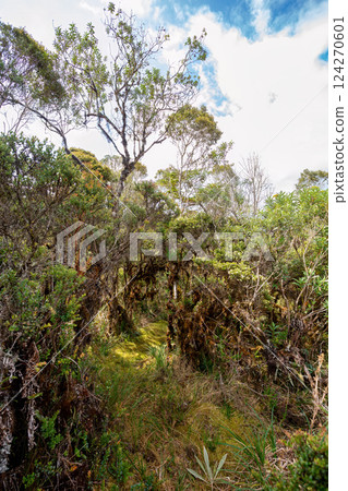 Paramo Natural Reserve, Andes Mountain Range, South America. Colombia wilderness landscape. 124270601