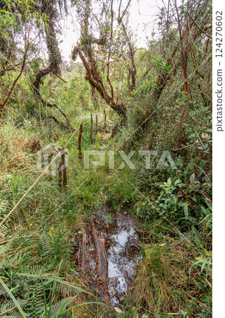 Paramo Natural Reserve, Andes Mountain Range, South America. Colombia wilderness landscape. 124270602