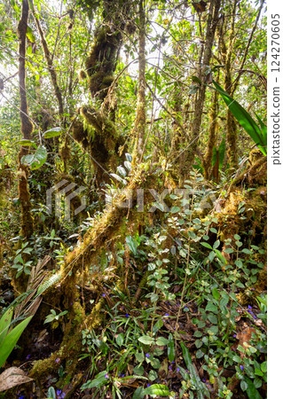 Paramo Natural Reserve, Andes Mountain Range, South America. Colombia wilderness landscape. Paramo Natural Reserve, Andes Mountain Range, South America. Colombia wilderness landscape. 124270605