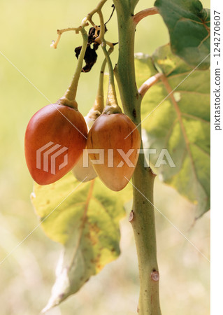 Tamarillo (Solanum betaceum), tree or shrub in the flowering plant. Guasca Cundinamarca department, Colombia Tamarillo (Solanum betaceum), tree or shrub in the flowering plant. Guasca Cundinamarca department, Colombia 124270607