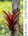 Tillandsia fendleri, species of flowering plant in the family Bromeliaceae. Guasca Cundinamarca department, Colombia 124270609