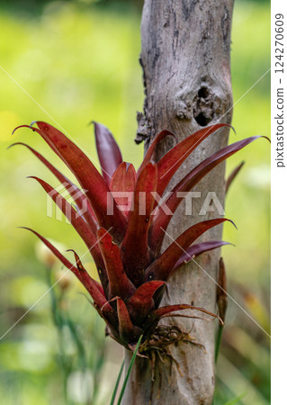 Tillandsia fendleri, species of flowering plant in the family Bromeliaceae. Guasca Cundinamarca department, Colombia 124270609