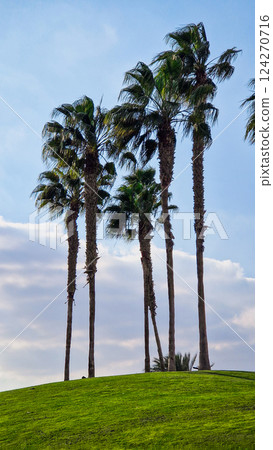 Big green golf park in Cairo, Egypt. Palms on the background Big green golf park in Cairo, Egypt. Palms on the background 124270716