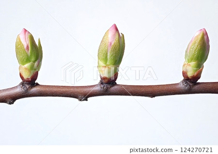 Three pink and green buds growing on a branch in spring Three pink and green buds growing on a branch in spring 124270721