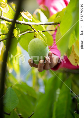 Closeup view of female hand holding ripening asimina fruit Closeup view of female hand holding ripening asimina fruit 124270949