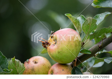 Giant hornet and flies eating a ripening apple Giant hornet and flies eating a ripening apple 124270960