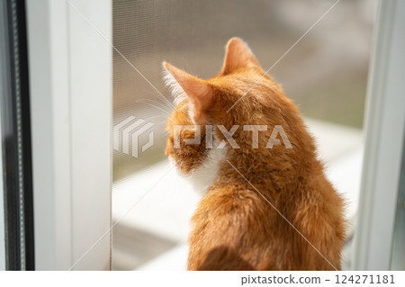 Ginger domestic cat looks out of the window under the sun's rays. Domestic cats' life. Weather and climate. Curiosity, love for comfort, and connection to its surroundings. Relaxation, home life Ginger domestic cat looks out of the window under the sun's rays. Domestic cats' life. Weather and climate. Curiosity, love for comfort, and connection to its surroundings. Relaxation, home life 124271181