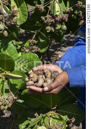 farmer holding organic cashew nut seeds at thailand farm farmer holding organic cashew nut seeds at thailand farm 124271190