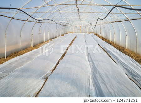 Organic vegetable polytunnel farm with nonwoven agrotextile covering vegetable. Organic vegetable polytunnel farm with nonwoven agrotextile covering vegetable. 124271251