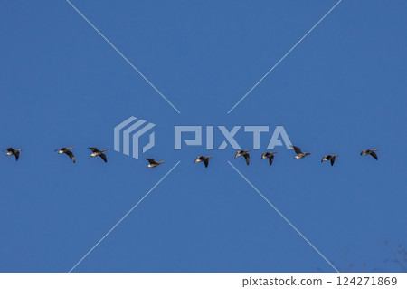 Flock of flying wild Greater white-fronted geese Flock of flying wild Greater white-fronted geese 124271869