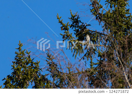 Hawk looking for prey Hawk looking for prey 124271872