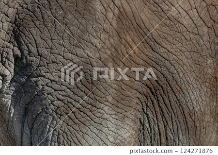 Detailed texture of an elephant's wrinkled skin 124271876