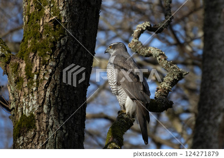 bird, goshawk, tree 124271879