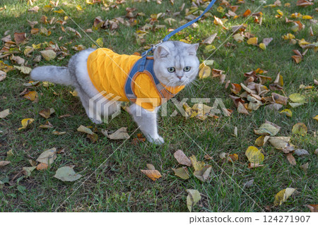 Adorable cat in yellow sweater exploring autumn leaves on a walk 124271907