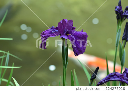 紫苑花與錦鯉(京都市左京區) 紫苑花與錦鯉(京都市左京區) 124272018
