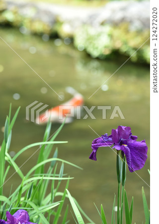 紫苑花與錦鯉(京都市左京區) 紫苑花與錦鯉(京都市左京區) 124272020