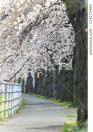 Cherry blossoms in full bloom on the Mamigasaki Sakura Line 124272400