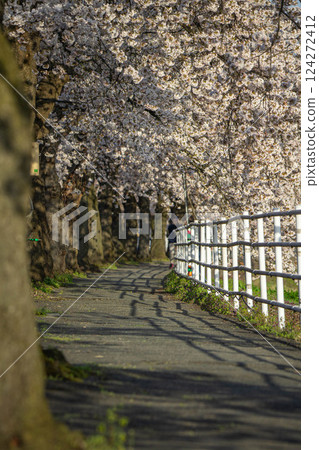 Cherry blossoms in full bloom on the Mamigasaki Sakura Line 124272412