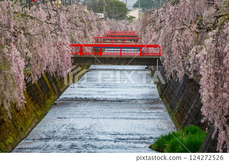 倉津川沿岸盛開的垂枝櫻花 124272526