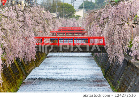 倉津川沿岸盛開的垂枝櫻花 倉津川沿岸盛開的垂枝櫻花 124272530
