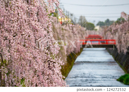 倉津川沿岸盛開的垂枝櫻花 倉津川沿岸盛開的垂枝櫻花 124272532