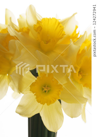 Bright Yellow Daffodil Bouquet on a Light Background Bright Yellow Daffodil Bouquet on a Light Background 124272941