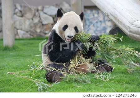 長濱大口吃著竹子 124273246