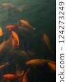 Bright orange and red koi fish swim at the surface of a pong 124273249