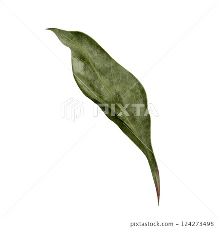 A Single Green Leaf Isolated on a White Background for Artistic and Natural Visual Appeal 124273498