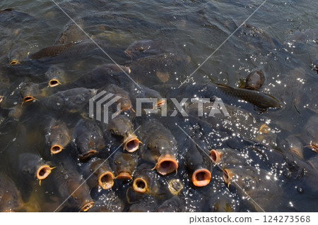 Koi feeding in a pond 124273568