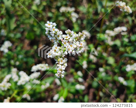 Buckwheat bloom. Small white buckwheat flowers on a green stem close-up. Buckwheat flowering on a sunny day. Buckwheat blossom with green leaves growing in field. Agrarian, agricultural, rural, farm Buckwheat bloom. Small white buckwheat flowers on a green stem close-up. Buckwheat flowering on a sunny day. Buckwheat blossom with green leaves growing in field. Agrarian, agricultural, rural, farm 124273815
