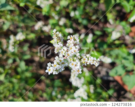 Buckwheat bloom. Small white buckwheat flowers on a green stem close-up. Buckwheat flowering on a sunny day. Buckwheat blossom with green leaves growing in field. Agrarian, agricultural, rural, farm Buckwheat bloom. Small white buckwheat flowers on a green stem close-up. Buckwheat flowering on a sunny day. Buckwheat blossom with green leaves growing in field. Agrarian, agricultural, rural, farm 124273816