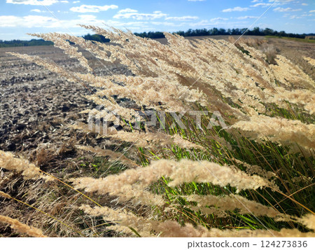 Many stems with dry feather grass flowers swaying in the wind in a field on sunny summer day. Bush of feather grass swaying from gusts of wind in field. Many brushes of soft fluffy reed feather grass Many stems with dry feather grass flowers swaying in the wind in a field on sunny summer day. Bush of feather grass swaying from gusts of wind in field. Many brushes of soft fluffy reed feather grass 124273836
