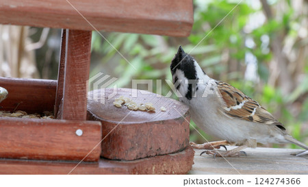 Bird feeder and sparrows Bird feeder and sparrows 124274366