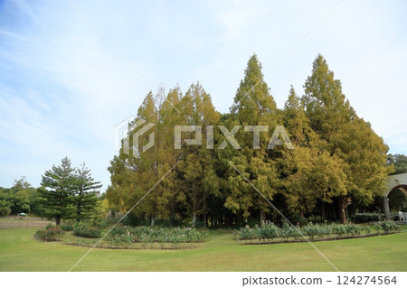 水杉在秋天的公園 124274564