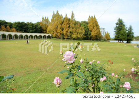 Autumn park roses are hidden Autumn park roses are hidden 124274565