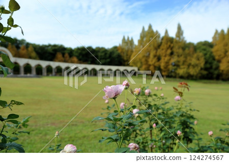 秋季公園玫瑰隱藏 秋季公園玫瑰隱藏 124274567