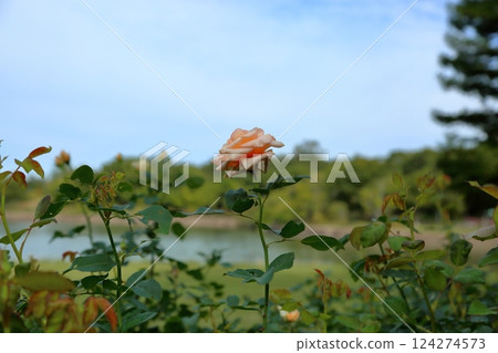 Autumn Park Roses Kotone 124274573