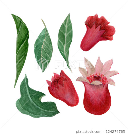Pomegranate flower buds and green leafs watercolor illustration set isolated on white. Hand-painted clip art perfect as design elements for botanical prints, cards, cosmetic products packaging Pomegranate flower buds and green leafs watercolor illustration set isolated on white. Hand-painted clip art perfect as design elements for botanical prints, cards, cosmetic products packaging 124274765