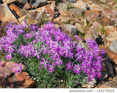 Alpine Dianthus of Mt. Shirouma Alpine Dianthus of Mt. Shirouma 124275029