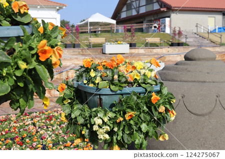 Fashionable cherry blossom viewing Fashionable cherry blossom viewing 124275067