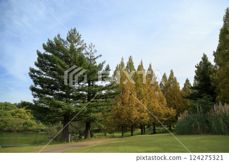 Metasequoia in autumn park 124275321